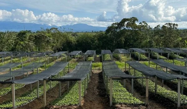 coffee trees with protective covering