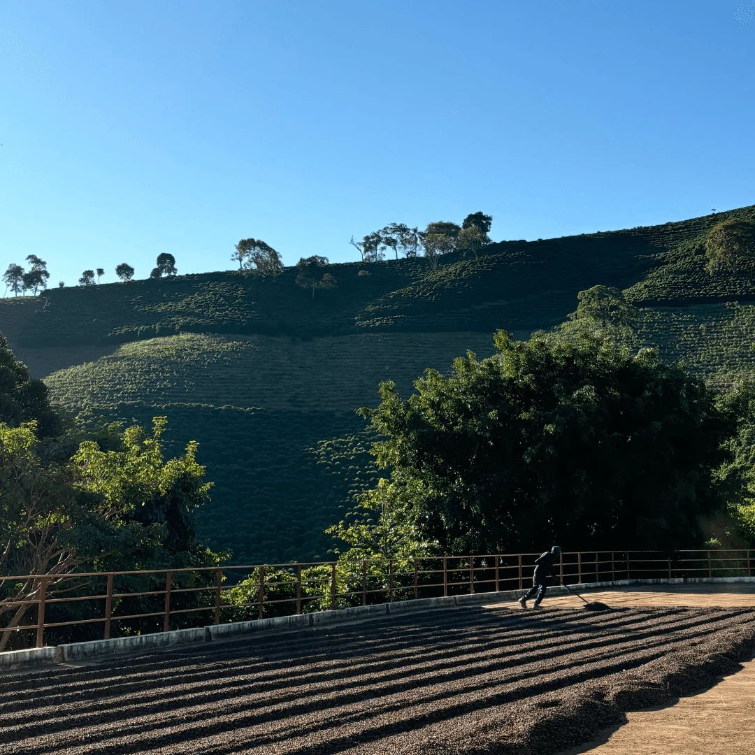 Coffee Origin Trip in Brazil farmer working on patio