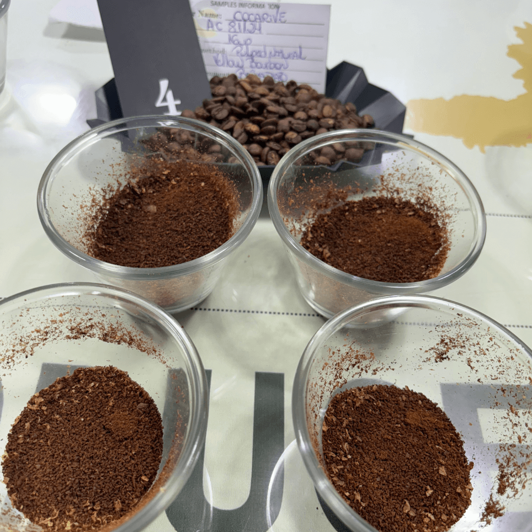 Ground coffee ready to be cupped