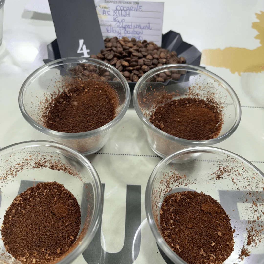 Ground coffee ready to be cupped