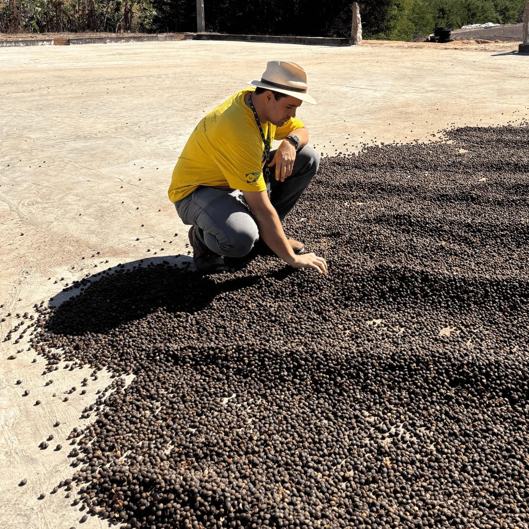 Agronomist inspecting coffee cherries drying on the patio