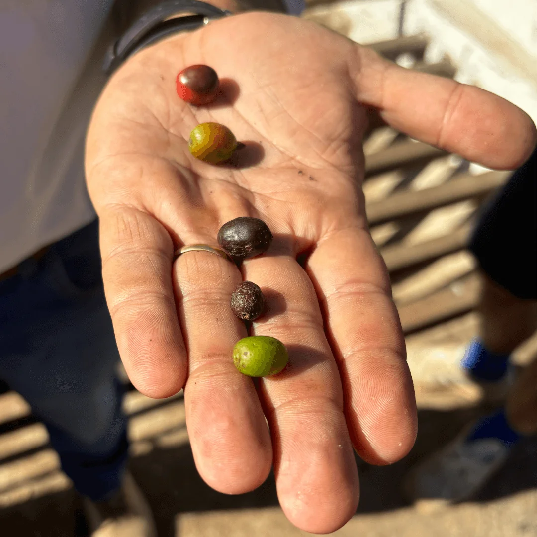 Coffee cherries on hand in order of maturation