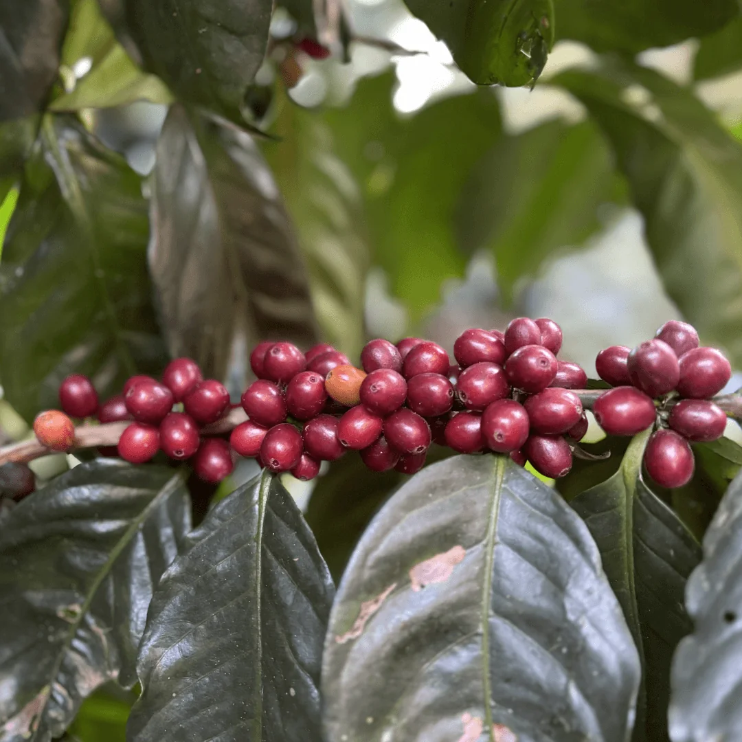 Tupi Coffee Cherries