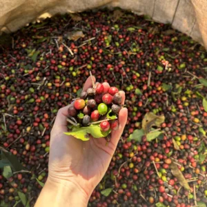 Hand holding coffee cherries at Fazenda Palmital during our Coffee Origin Trip