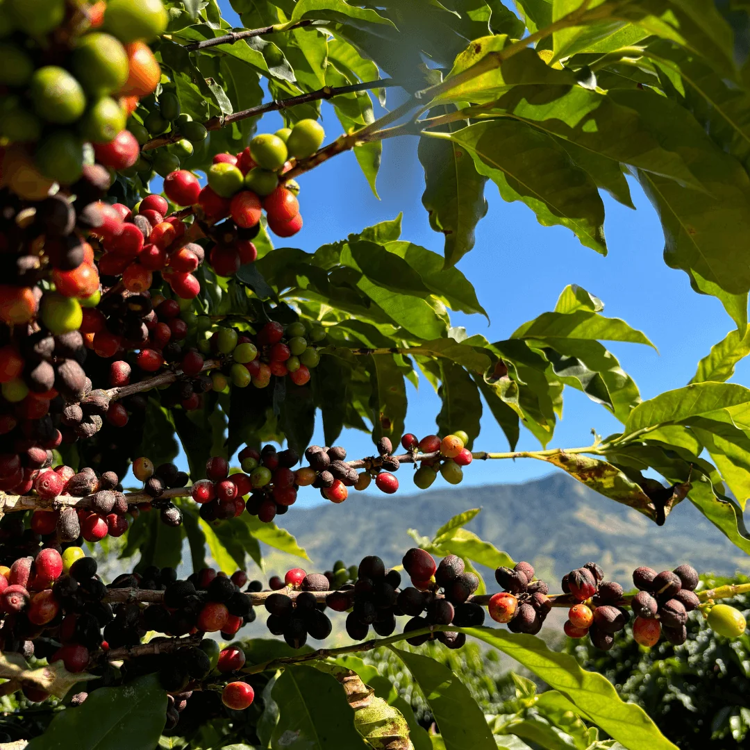Arabica coffee cherries on a tree branch